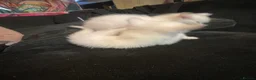 British Shorthair cats for sale: One white all white boy and girl has small patch  in Birmingham - Advert 7