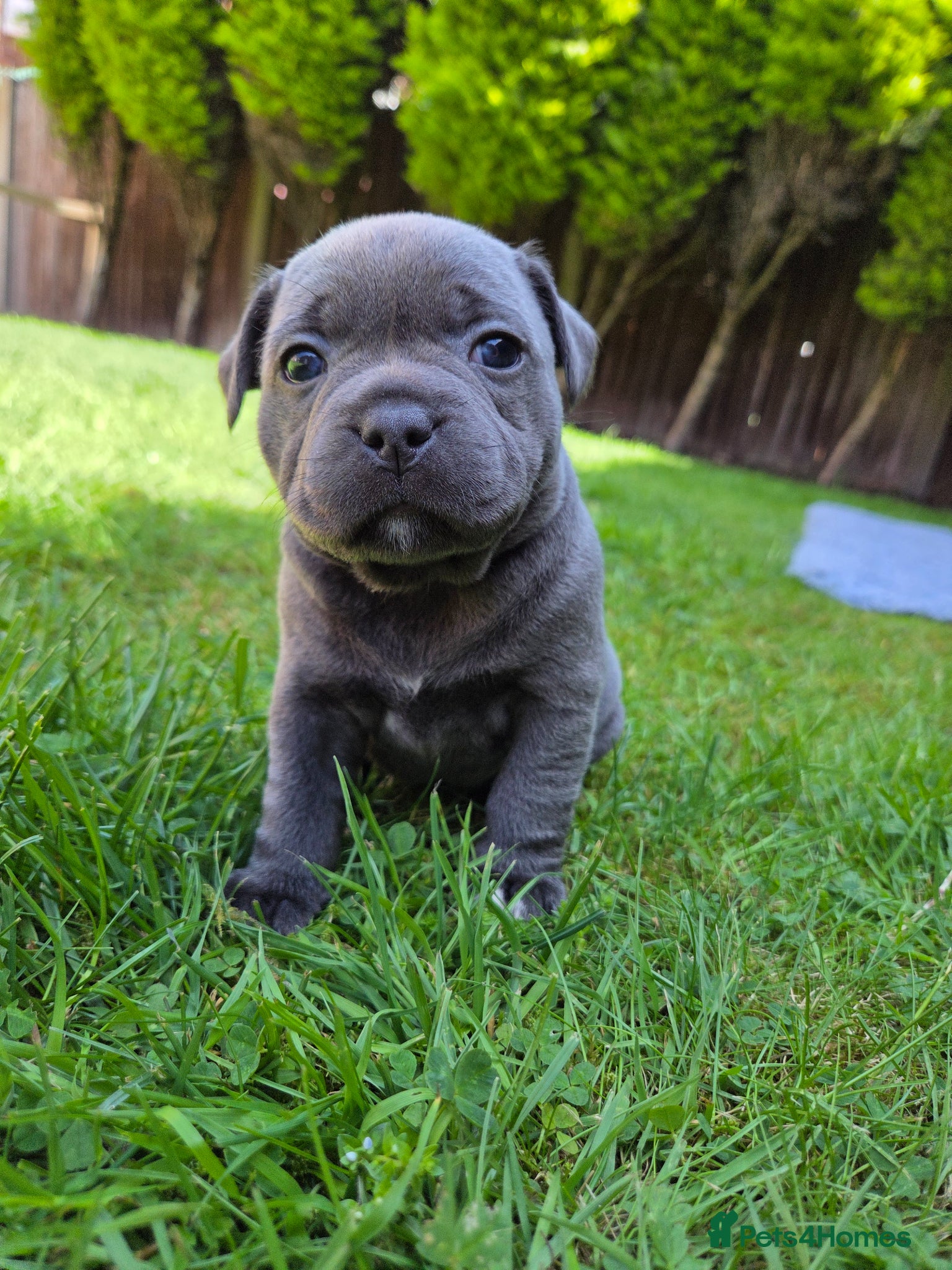 Staffordshire Bull Terrier dogs Top Quality KC Registered Staffy Puppies - Advert 10