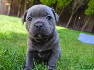 Staffordshire Bull Terrier dogs Top Quality KC Registered Staffy Puppies - Advert 10