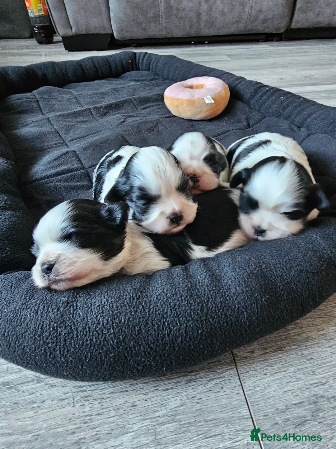 Lhasa Apso dogs for sale: Lhasa apso puppies fully KC REGISTERED  - Advert 7