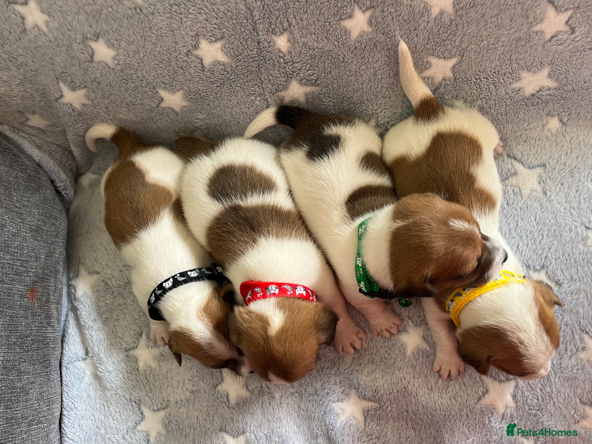 Jack Russell dogs Jack Russell puppy’s - Advert 5