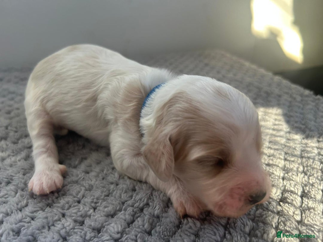 Mixed Breed dogs for sale: Apricot Cockapoo puppies ready to leave 6th march  - Advert 14