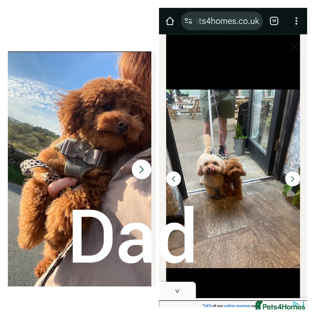Maltipoo dogs for sale: F1B Toy Maltipoo  - Image 21