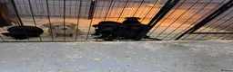 Labrador Retriever dogs for sale: Working pedigree Labrador retreiver in Maidstone - Advert 5