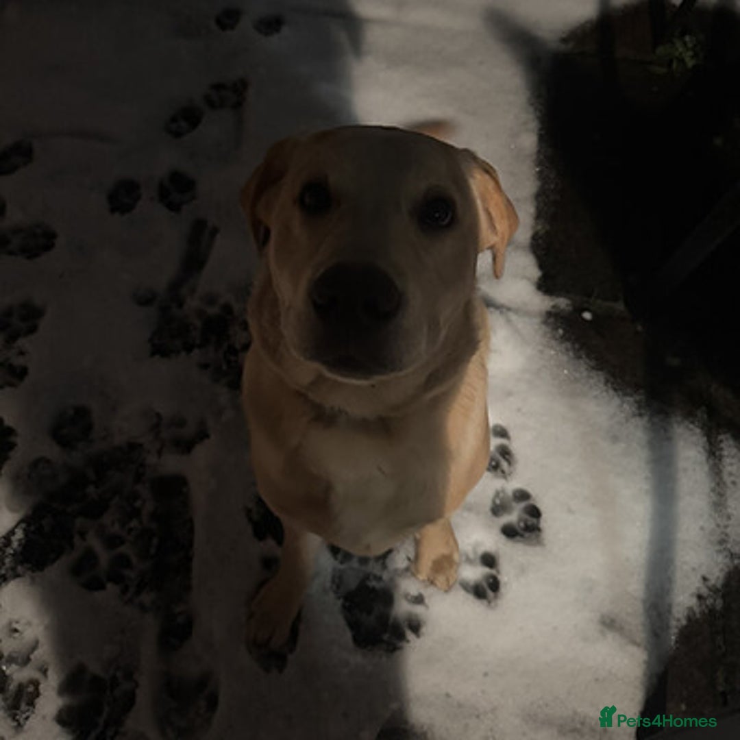 Labrador Retriever dogs for sale: Excellent labrador retriever - Advert 5