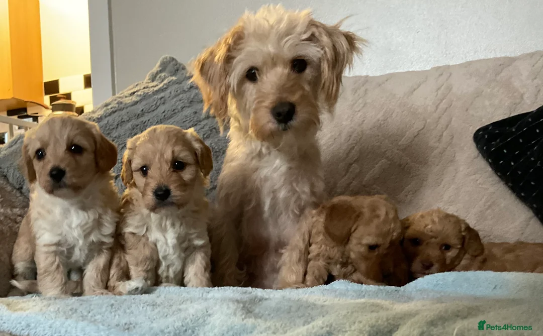 Jackapoo dogs for sale: Jackapoo Puppies - Advert 3