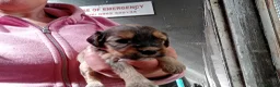 Cockapoo dogs for sale: Cockapoo pups  - Advert 6