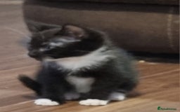 Mixed Breed cats for sale: Beautiful kittens - Image 7