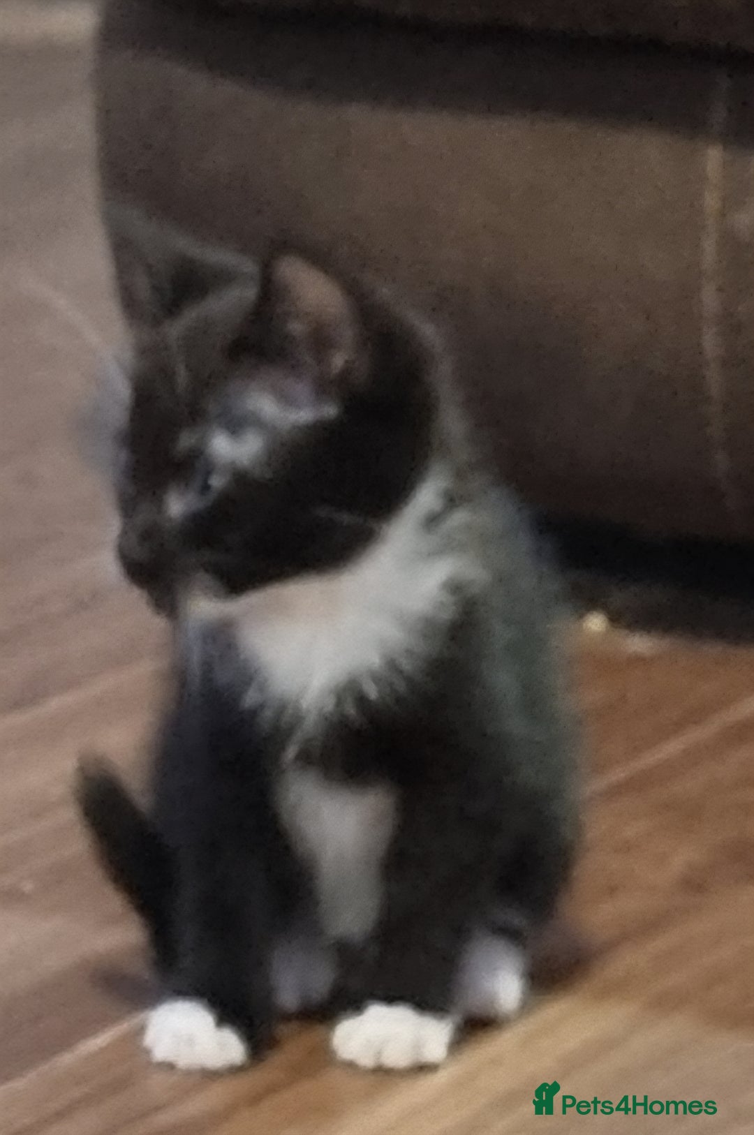 Mixed Breed cats for sale: Beautiful kittens - Image 7