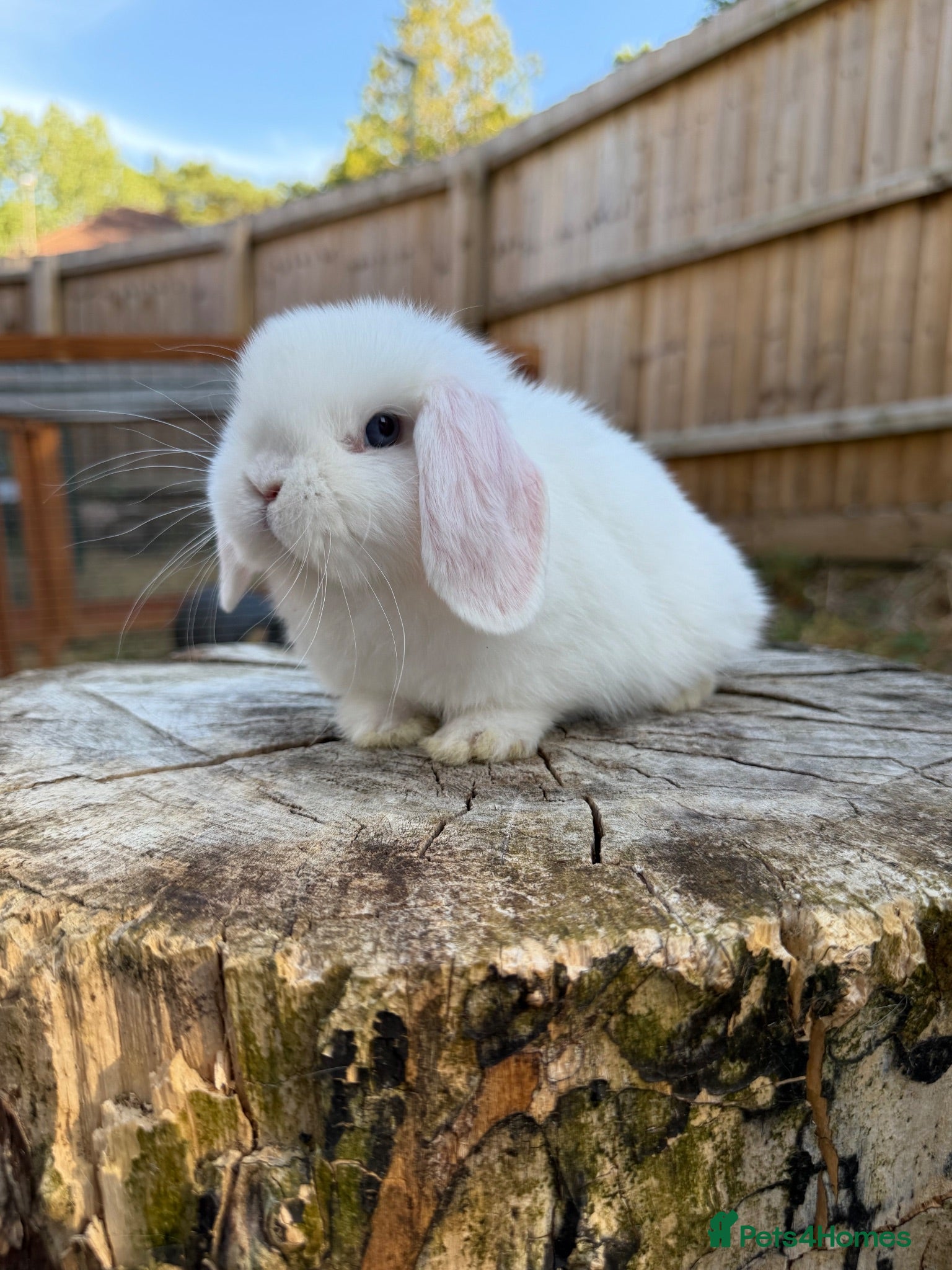 Mini Lop rabbits Mini lops  - Advert 1