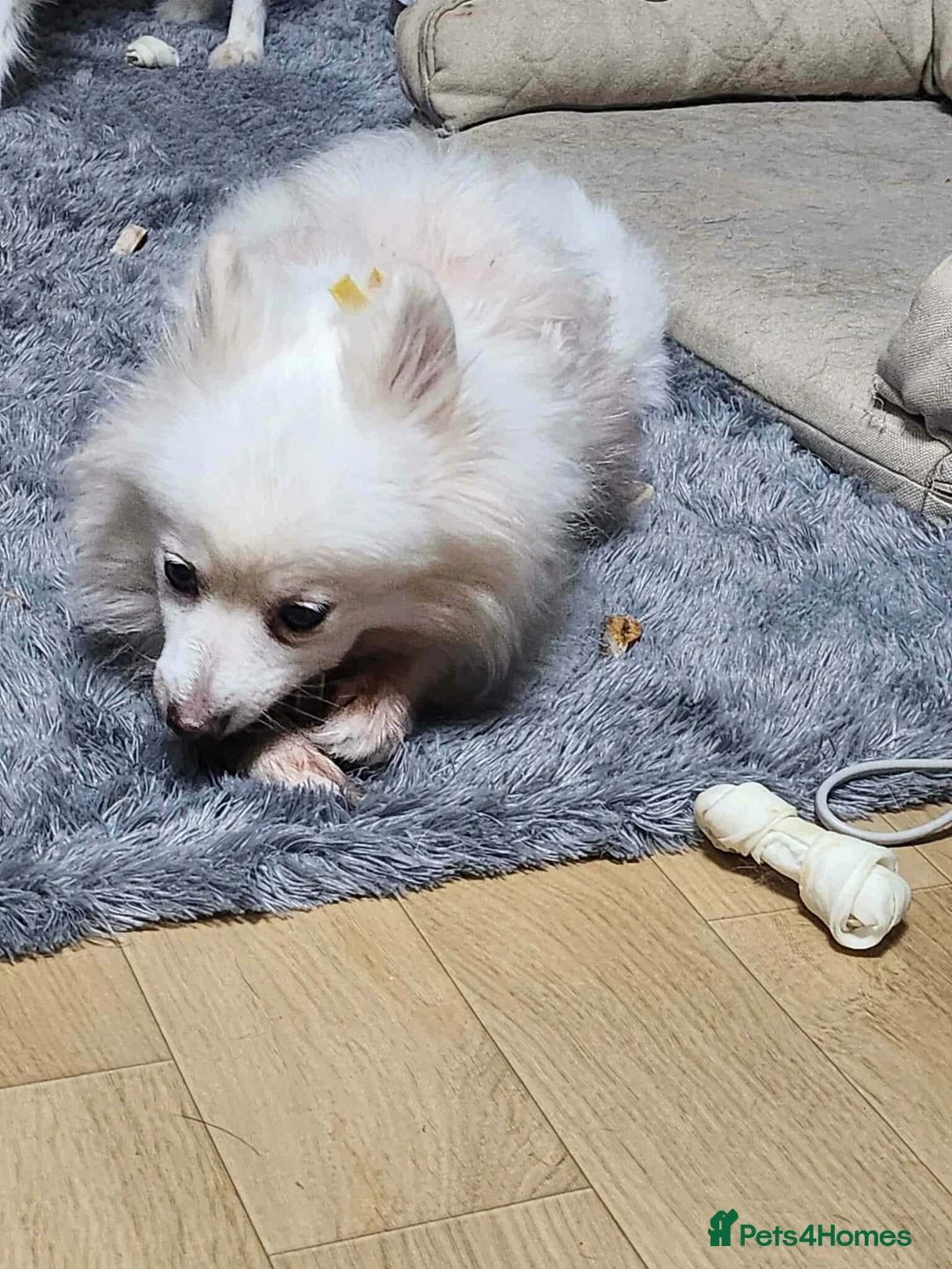 Japanese Spitz dogs for adoption: Snow is 6 year spitz type meat trade survivor  - Advert 1