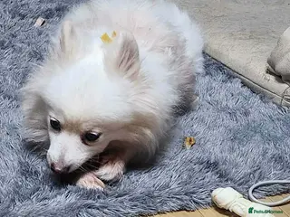 Japanese Spitz dogs Snow is 6 year spitz type meat trade survivor - Advert 1