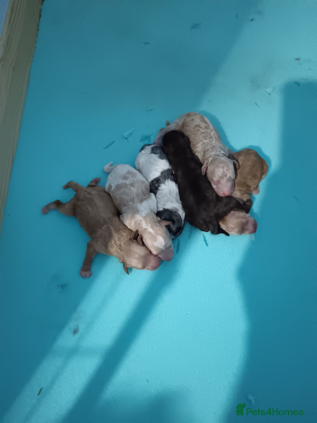 Cockapoo dogs for sale: Beautiful litter of cockapoos - Image 6