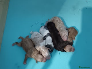 Cockapoo dogs - Advert 25