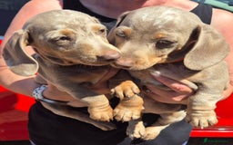Dachshund dogs for sale: Beautiful kc isabella dapple dachshunds - Image 9