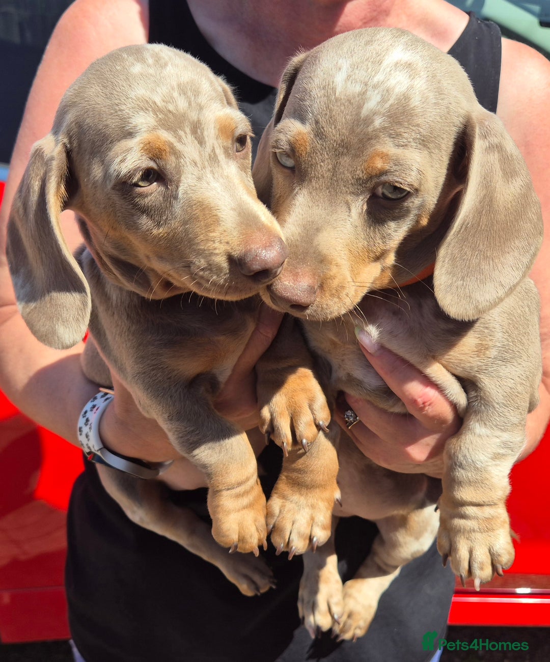 Dachshund dogs for sale: Beautiful kc isabella dapple dachshunds - Image 9