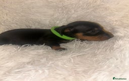 Miniature Dachshund dogs for sale: miniature dachshund puppies - Image 17