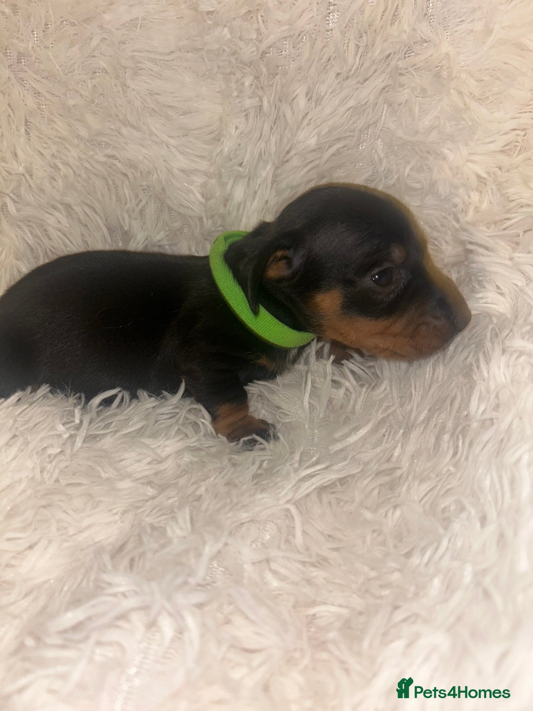 Miniature Dachshund dogs for sale: miniature dachshund puppies - Image 17