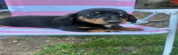 Miniature Dachshund dogs for sale: ***mini dachshunds*** in Nottingham - Advert 18