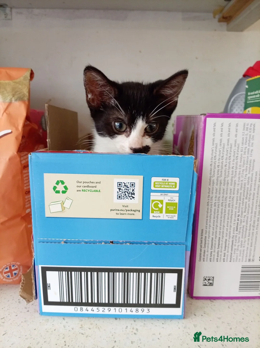 Mixed Breed cats for sale: Mixed litter of kittens in Wigan - Advert 2
