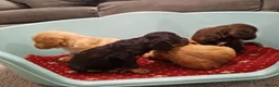 Cockapoo dogs for sale: Outstanding F1 cockapoo - Advert 8