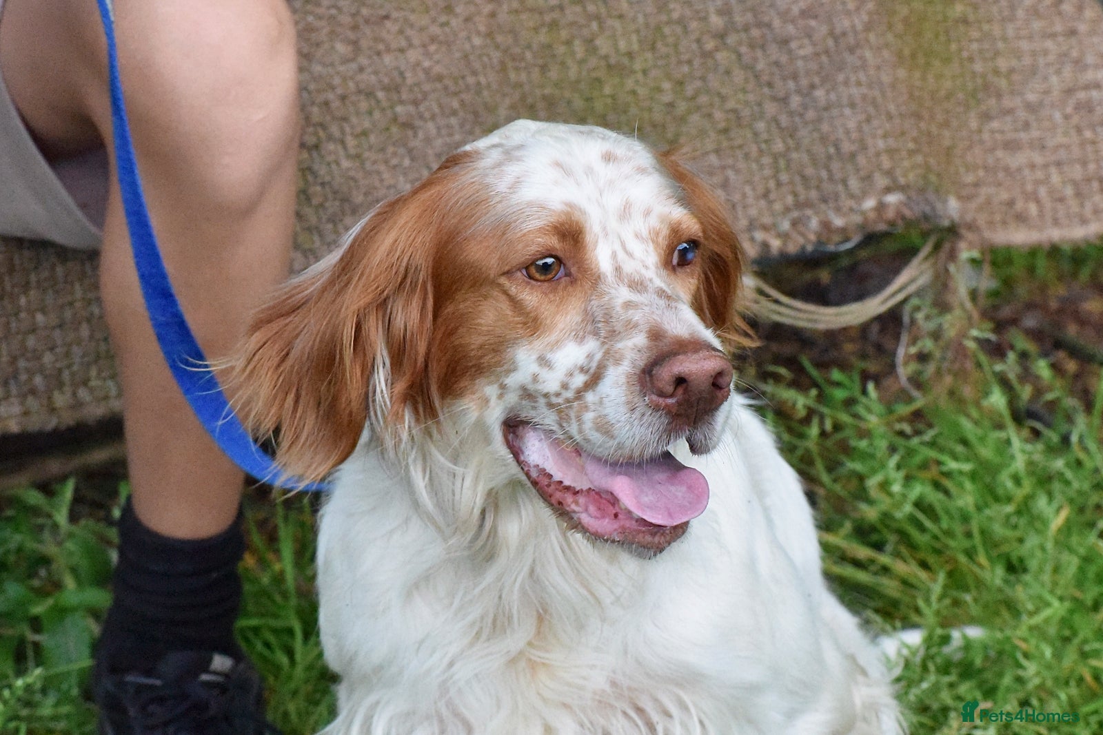 English Setter dogs for adoption: Leo   in Penryn - Advert 5