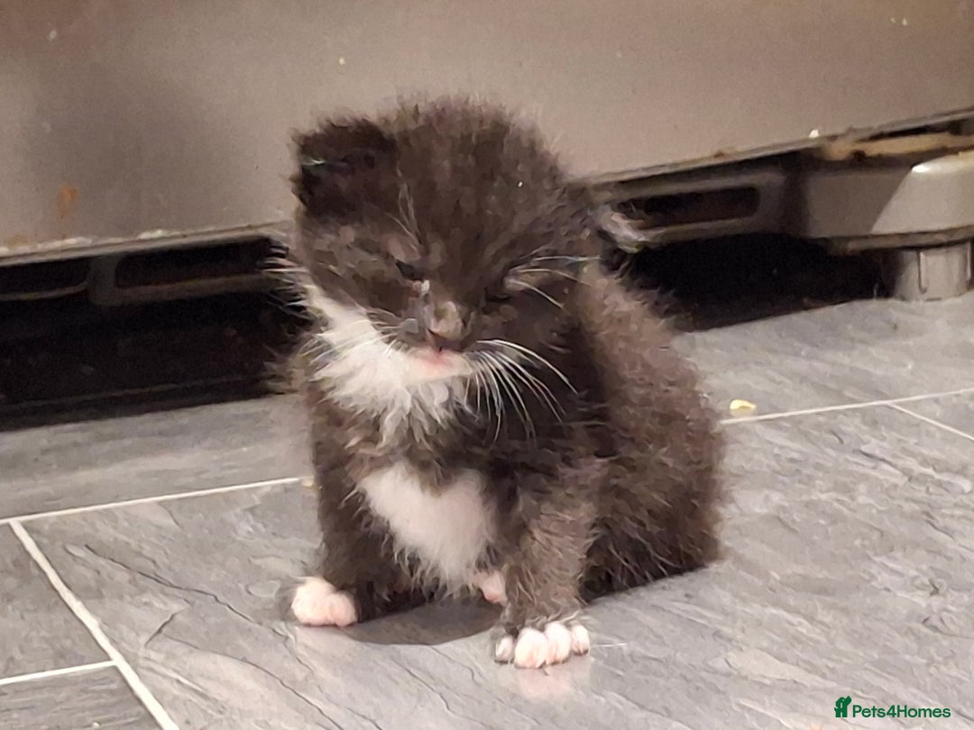 Mixed Breed cats for sale: Beautiful kittens for sale.  - Advert 13