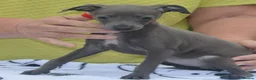 Italian Greyhound dogs for sale: KC reg Blue Italian greyhound puppys - Advert 8