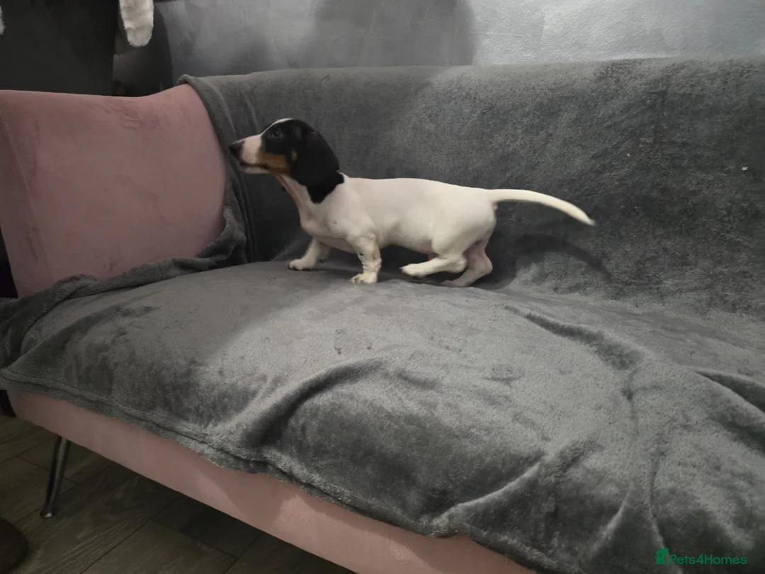 Miniature Dachshund dogs for sale: Mini piebald male dachshund  - Advert 3