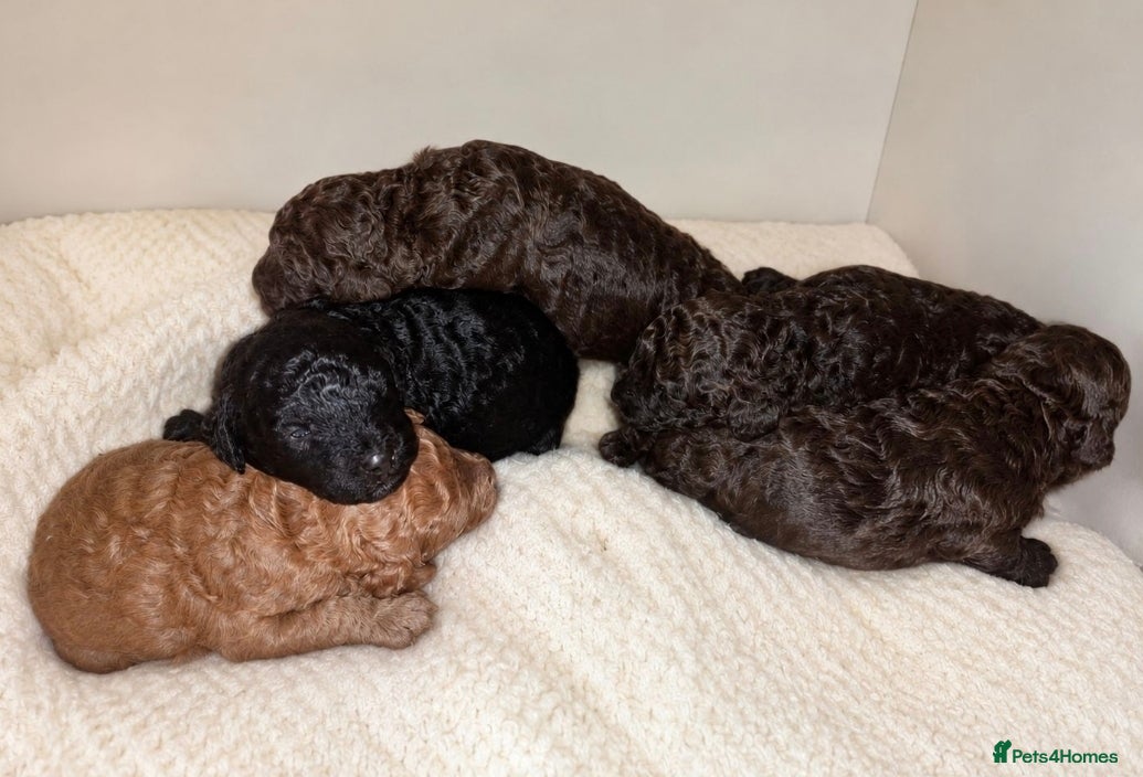 Miniature Poodle dogs for sale: Purebred Miniature Poodle Puppies - Advert 5