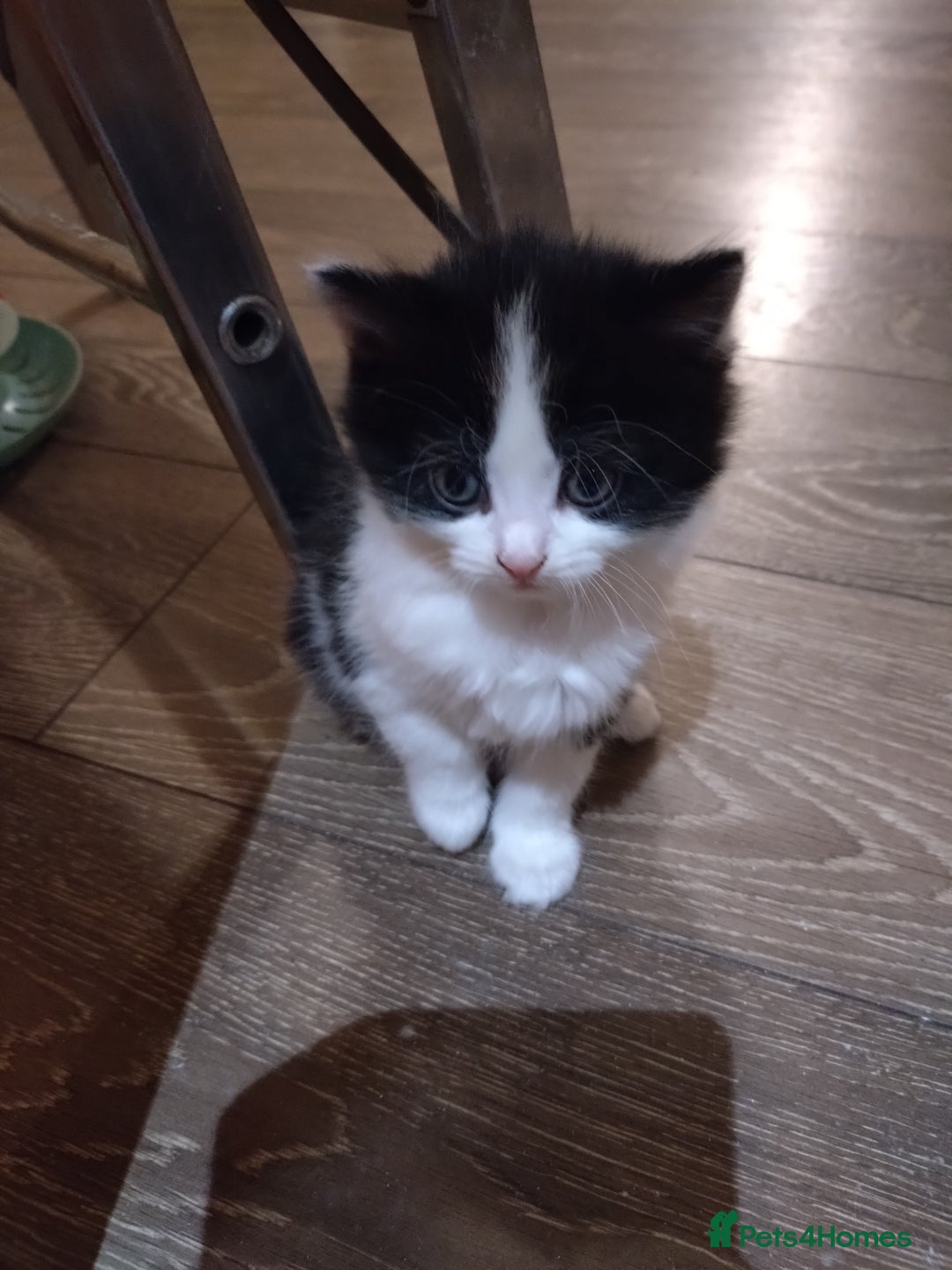 British Shorthair cats for sale: Kittens for sale  - Advert 5