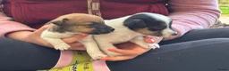 Jack Russell dogs for sale: Beautiful litter of jack Russell’s  - Advert 3