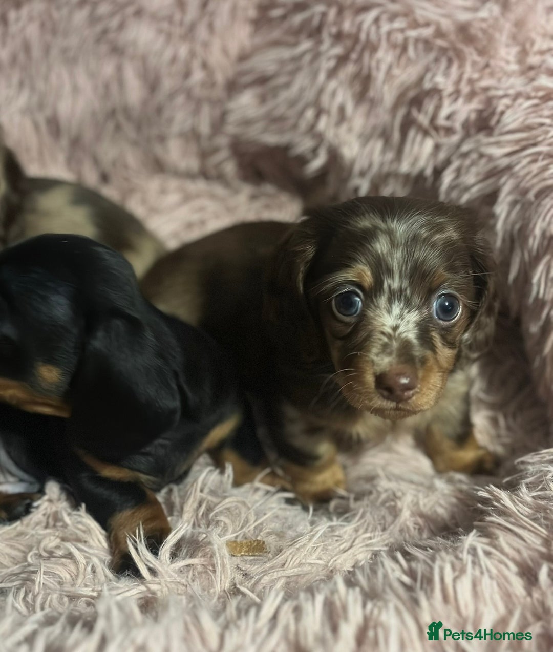 Miniature Dachshund dogs for sale: Beautiful mini dachshund puppies kc reg - Advert 6