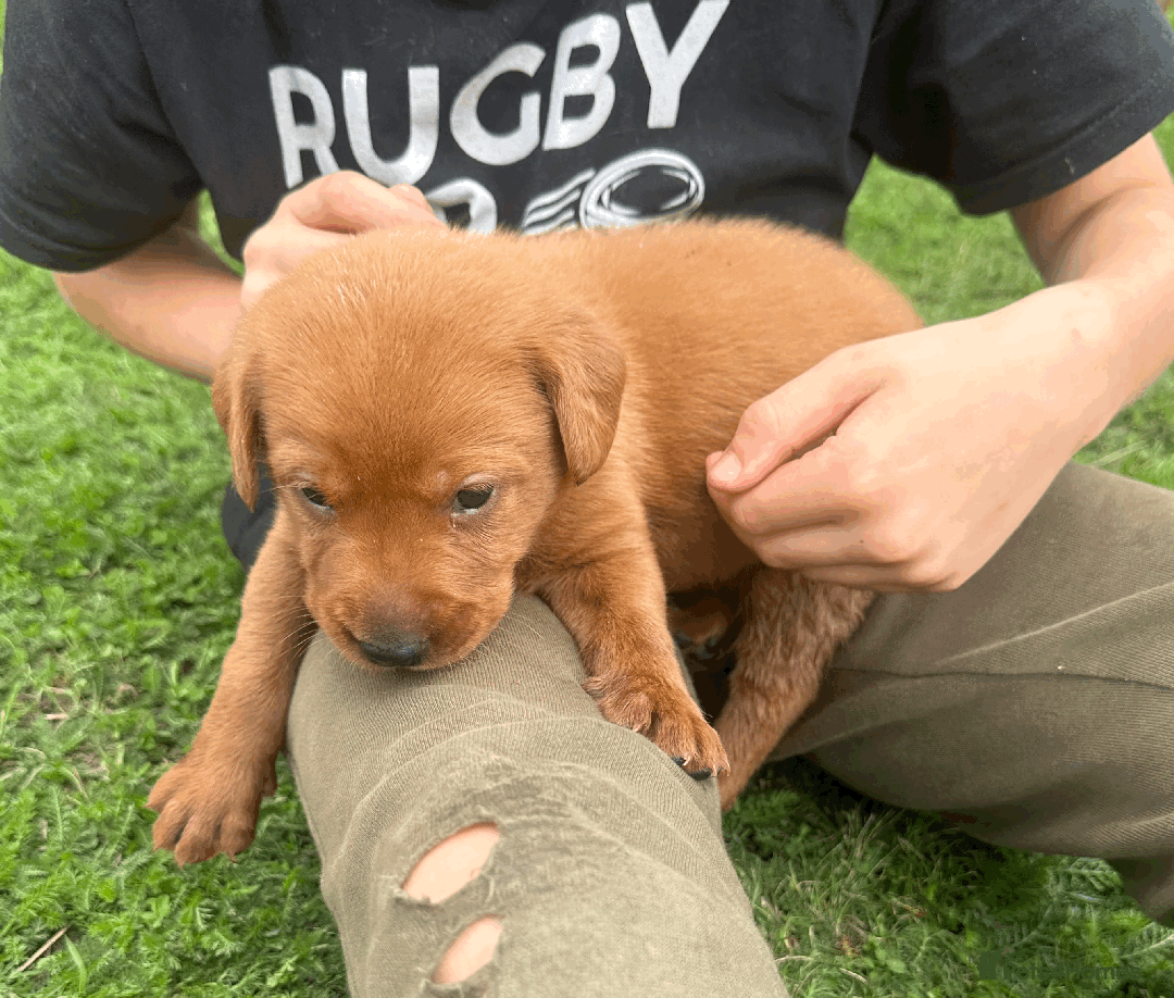 Labradoodle dogs for sale: Gorgeous F1b Labradoodle Puppies for loving homes. - Image 12