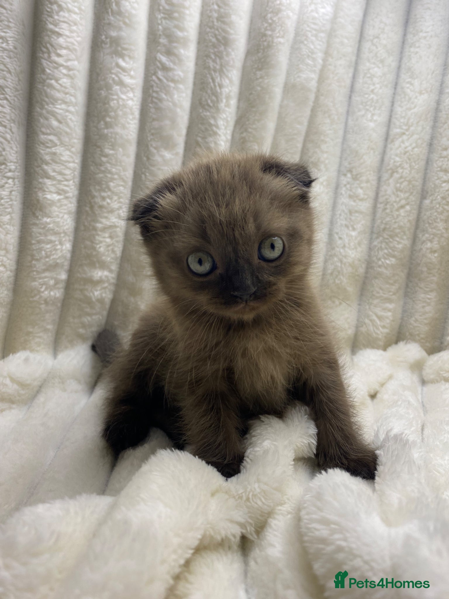 Scottish Fold cats Cute Chocolate BSH X Scottish Fold mix kitten - Advert 5
