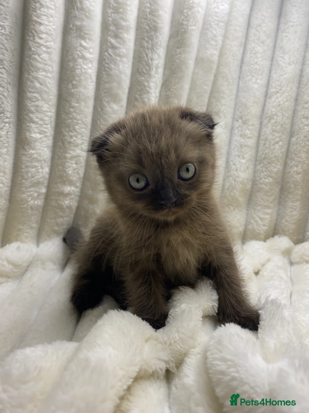 Scottish Fold cats for sale: Cute Chocolate BSH X Scottish Fold mix kitten - Advert 2