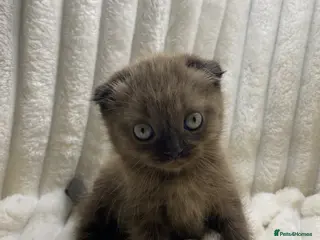 Scottish Fold cats Cute Chocolate BSH X Scottish Fold mix kitten - Advert 5