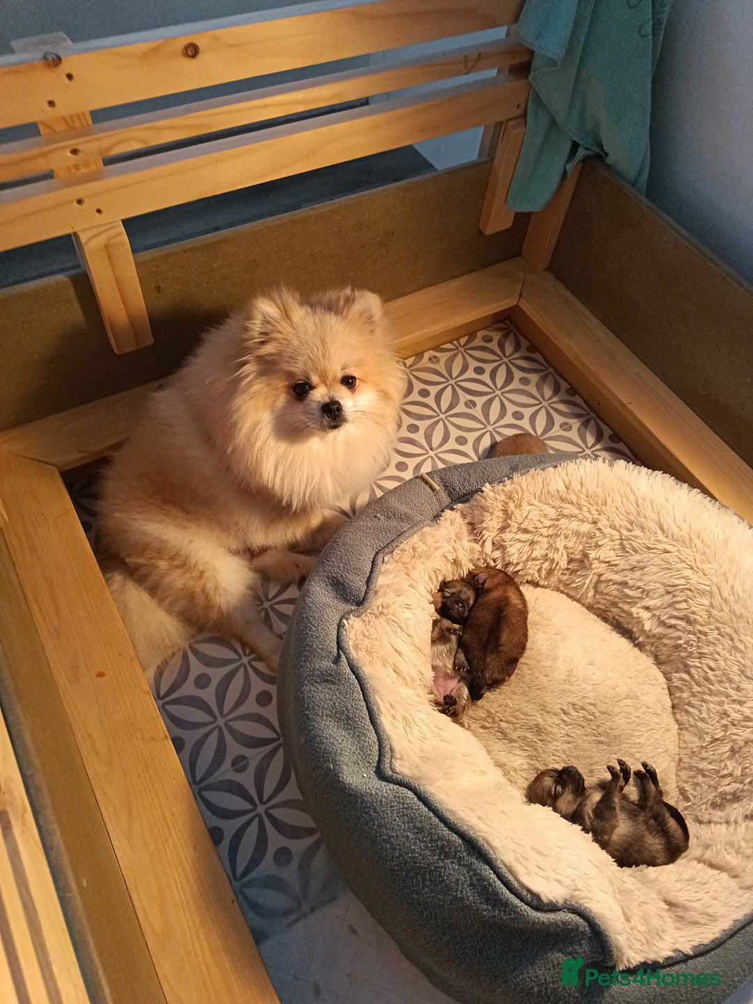 Pomeranian dogs for sale: 2 POMERANIAN PUPPIES FOR SALE - 1 girl and 1 boy - Advert 20
