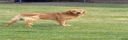 Golden Retriever dogs for stud: Proven Golden Retreiver for stud  in Hassocks - Advert 3