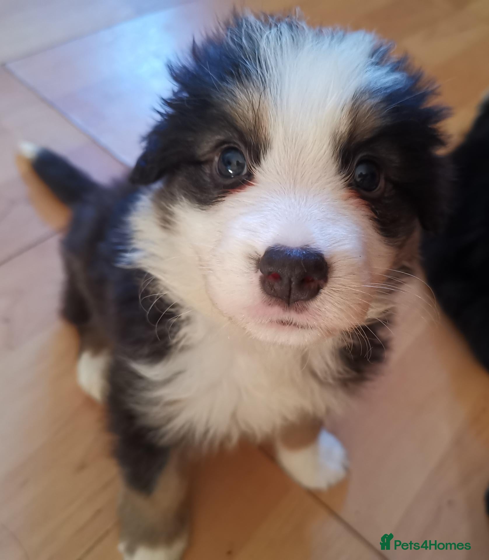 Mixed Breed dogs Beautiful Bordernese  - Advert 2