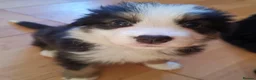 Mixed Breed dogs for sale: Beautiful Bordernese  - Advert 8