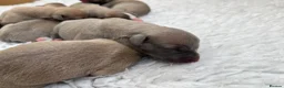 Whippet dogs for sale: KC Registered Whippet Puppies - Advert 4