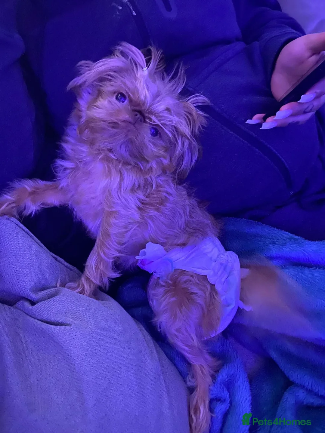 Griffon Bruxellois dogs for sale: Beautiful little boy  - Advert 10