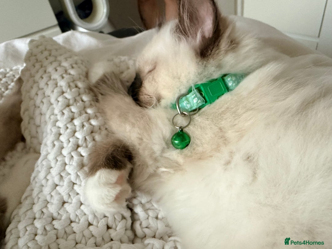 Ragdoll cats for sale: Ragdolls kittens 2 girls & 3 boys  - Image 22
