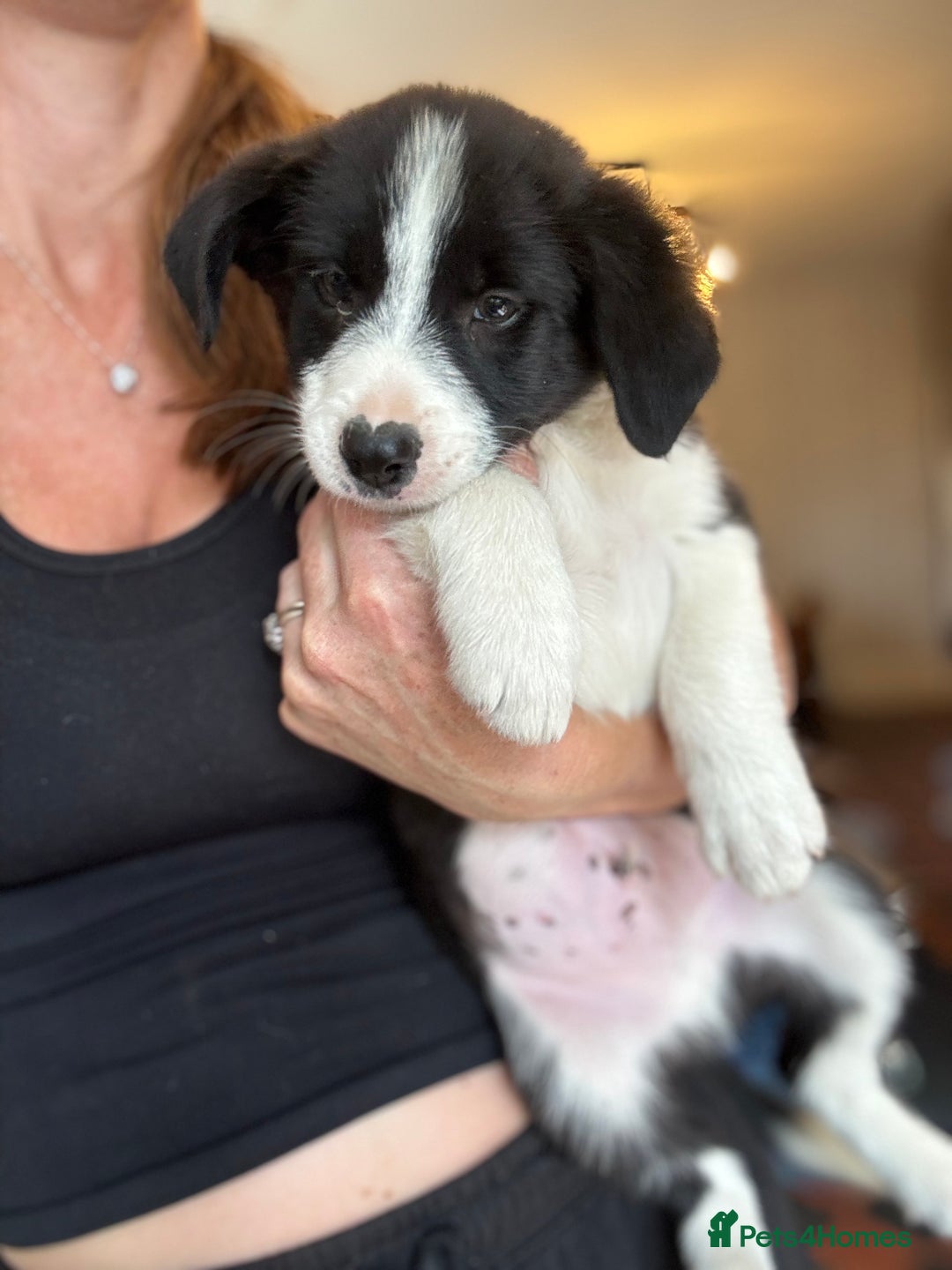 Border Collie dogs for sale: Kennel Club Border Collie Puppies For Sale - Image 38