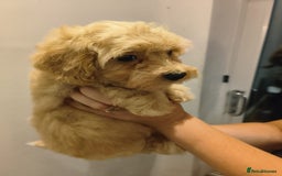 Maltipoo dogs for sale: Tiny maltipoo puppies - Image 3