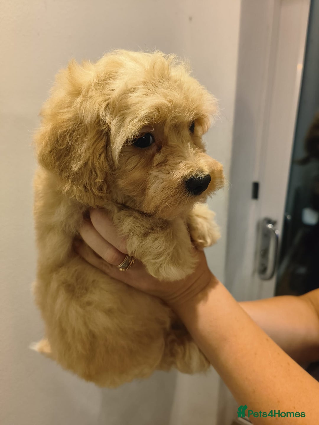 Maltipoo dogs for sale: Tiny maltipoo puppies - Image 3