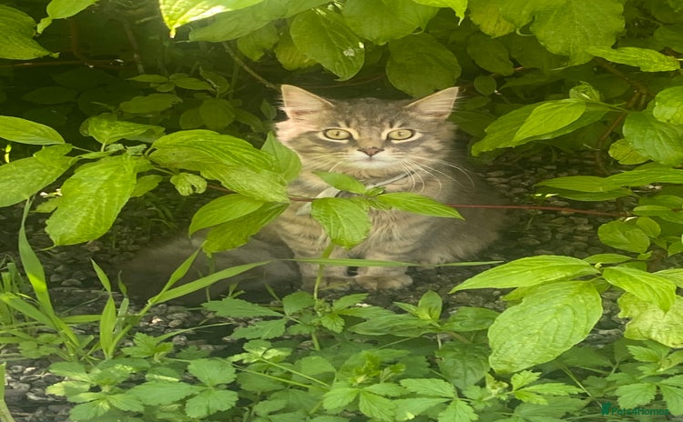 Maine Coon cats - Advert 1