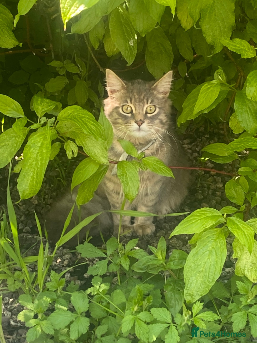 Maine Coon cats for sale: Male Maine Coon for Sale - Image 1