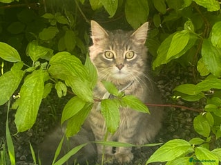 Maine Coon cats - Advert 24